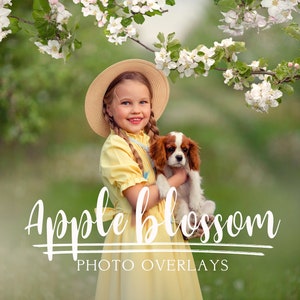 Apple blossom photo overlays featuring blooming tree branches