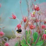 Prairie Smoke - Geum Triflorum 10 seeds Bee and Pollinator Safe, Chemical Free, Native Perennial Flower