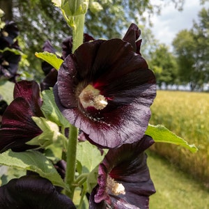 Jet Black Hollyhock Seeds, Perennial Seeds, Hollyhock Seeds, Flower Seeds