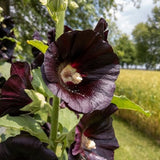 Jet Black Hollyhock Seeds, Perennial Seeds, Hollyhock Seeds, Flower Seeds