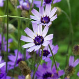 Cupid's Dart Seeds, Catananche Seeds, Caerulea Seeds, Perennial Seeds, Flower Seeds