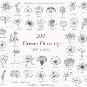 Flower drawings sheet with mixed botanical line-art in black and white