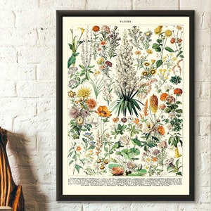 Framed vintage botanical flower print poster with detailed floral illustrations