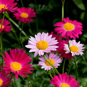 Robinsons Giant Mixed Painted Daisies Seeds, Chrysanthemum Seeds, Flower Seeds, Perennial Seeds