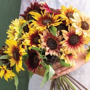 50 Bouquet perfect SUNFLOWER SEEDS  cut flowers bouquet florist from Urban Food forest/garden