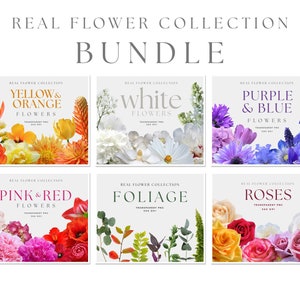 Flower clipart bundle with assorted white and colorful rose PNG cards