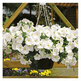 50 WHITE PETUNIA Grandiflora Flower Seeds