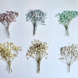 Dried Pressed Baby Breath Xlence Flowers Gypsophila - Various Colors  | Bulk, Perfect for decors, weddings & more