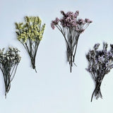 Dried Pressed Limonium Flowers - Various Colors | Bulk, Perfect for decors, weddings & more