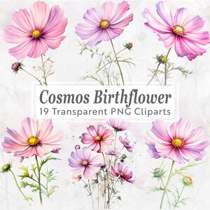 Cosmos birthflower clipart bundle with multiple pink and purple flowers on transparent PNG