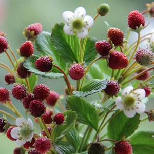 Woodland wild strawberry arrangement with red berries, white flowers, and green leaves