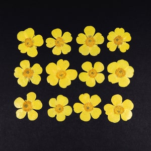 Pressed yellow buttercup flowers for crafts, 12-piece set, flat resin-ready petals