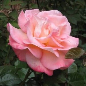5 PINK ROSE Rosa Bush Shrub Perennial Flower Seeds