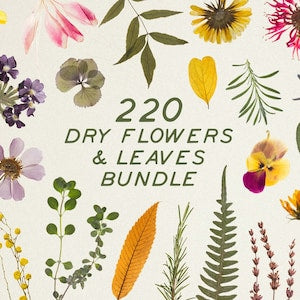 Pressed dry flowers and leaves bundle with mixed petals and leaf shapes in light colors