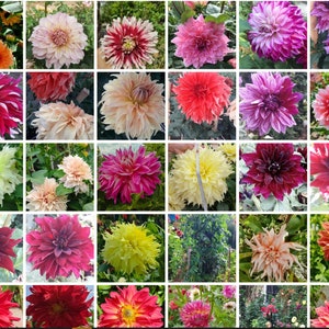 30 + Double Dahlia Mixed Colors seeds, Dahlia Variabilis seeds, Annual Flower seeds -  / Flower Seeds. Grow  Flowers Indoors, Outdoors,