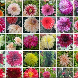 30 + Double Dahlia Mixed Colors seeds, Dahlia Variabilis seeds, Annual Flower seeds -  / Flower Seeds. Grow  Flowers Indoors, Outdoors,