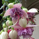 20 +  color mix  Fuchsia Seeds Potted Flowers seeds, color flower seeds