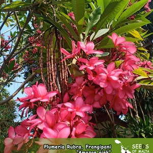 Plumeria Rubra, Frangipani "Amazon Pink", Unique pendulous pink inflorescences,  5 fresh seeds from Thailand. NEW!
