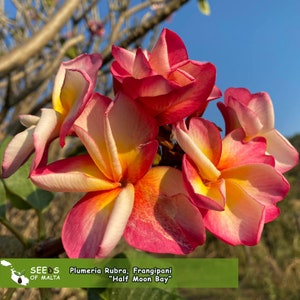 Plumeria Rubra, Orange-red Frangipani "Half Moon Bay", 5 fresh seeds from Thailand. NEW!