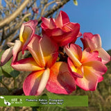Plumeria Rubra, Orange-red Frangipani 