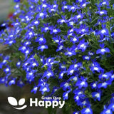 TRAILING LOBELIA CASCADE Blue With White - 7000 Seeds - Lobelia pendula - Flower