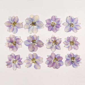 Pressed small larkspur flowers, light blue and violet, scattered set of 12