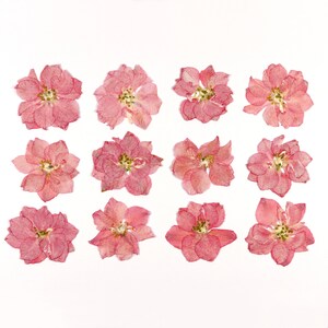 Set of 12 pressed pink larkspur flowers, textured petals with yellow centers