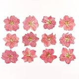 12 pcs Pressed Pink Larkspur Flowers