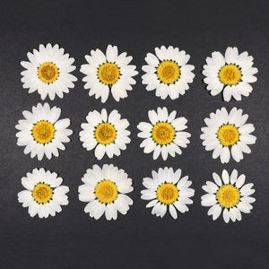 Pressed Daisy Flowers for Crafts, Resin, Journals, Scrapbooking, Cardmaking - 12 pcs Natural Dried White Flat Chamomile Flower