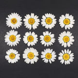 Pressed Daisy Flowers for Crafts, Resin, Journals, Scrapbooking, Cardmaking - 12 pcs Natural Dried White Flat Chamomile Flower