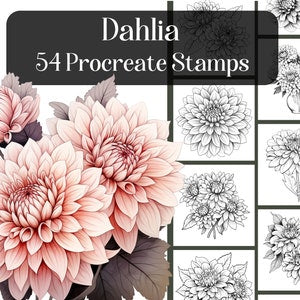 Realistic dahlia procreate stamp set with pink floral flowers and black outlines