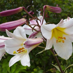 Royal Lily (Lilium regale) x 20 seeds Free UK Delivery