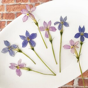 Pressed Isotoma axillaris flowers, mixed blue and purple petals on display plate