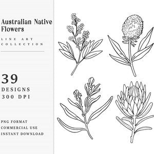 39 Line Art Australian Native Flowers Clipart Bundle Instant Download, Sublimation Designs, Digital Download, Printable Art, Digital Print