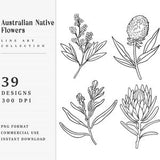 39 Line Art Australian Native Flowers Clipart Bundle Instant Download, Sublimation Designs, Digital Download, Printable Art, Digital Print