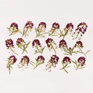 Pressed small purple flower heads for crafts, 18-piece set