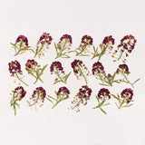 Pressed Small Purple Flowers for Crafts, Resin, Journal, Scrapbooking, Cardmaking - 18 pcs Alyssum Heads