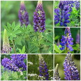 Deep Blue Lupine Flower Seeds - Russell Lupin Perennial Flower in the Legume Family / Nitrogen Fixer Attract Butterflies and Hummingbirds