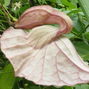 Duck flower detox herbal cleanse with light pink dried petals on green leaves