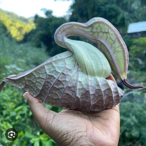 Duck-shaped fresh flower leaf in hand, green and veined