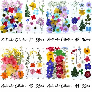 Pressed flowers and leaves assortment, colorful blooms and greenery for resin, DIY crafts
