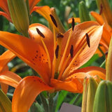 Orange Lily Seeds, Asiatic Tiger Lily Flower Seed, Full to Part Sun Garden, Easy to Grow Perennial, Made in Canada, Lilyfield Farm Originals