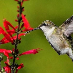 10 PINEAPPLE SAGE Red Salvia Elegans Herb / Flower Seeds