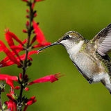 10 PINEAPPLE SAGE Red Salvia Elegans Herb / Flower Seeds