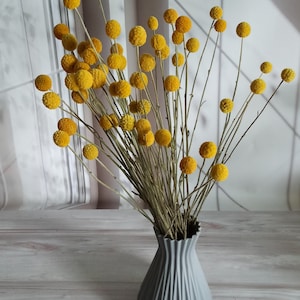 Dried billy button flowers bunch with small yellow round heads in a vase