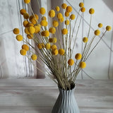 50pcs-40-45cm Dried Craspedia, Dried Billy Balls, Natural billy buttons, Dried Flowers_Wedding Floral Decor_Home Decor, Dried Yellow Flowers