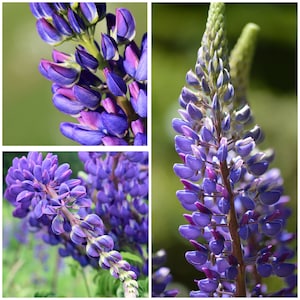 Russell Blue Hybrid Lupine Flower Seeds - Nitrogen Fixer / Mass Plant Lupins for a Sea of Heavenly Blue  Dramatic Look in the Garden - Seeds