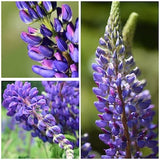 Russell Blue Hybrid Lupine Flower Seeds - Nitrogen Fixer / Mass Plant Lupins for a Sea of Heavenly Blue  Dramatic Look in the Garden - Seeds