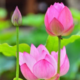 Nelumbo Nucifera Seeds - 10 Fresh and Organic Seeds - Grow the Timeless Elegance of the Lotus Flower in Your Own Garden!