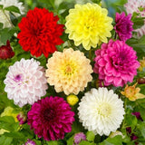 Dahlia Flower Seeds - Standout Mix - A mix selected for double blooms. Plant for a showpiece corner of your garden. Flower SeedSeed Packet
